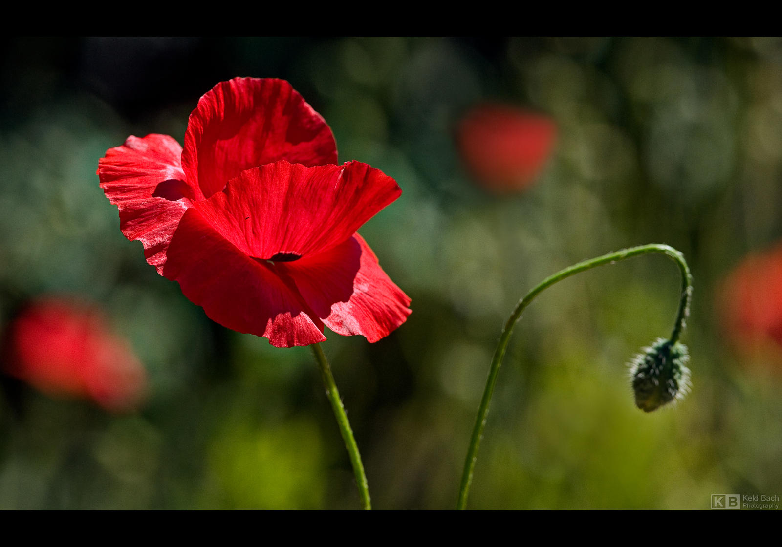 Morning Poppy by KeldBach