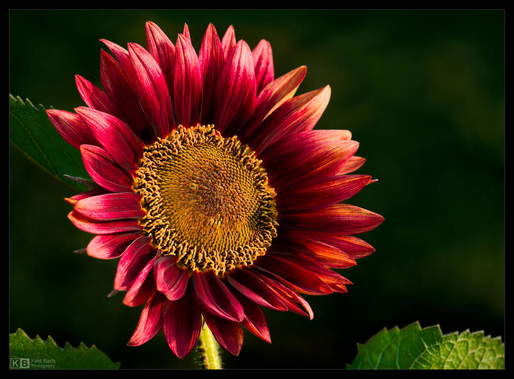 Crimson Sunflower by KeldBach Crimson Sunflower by KeldBach