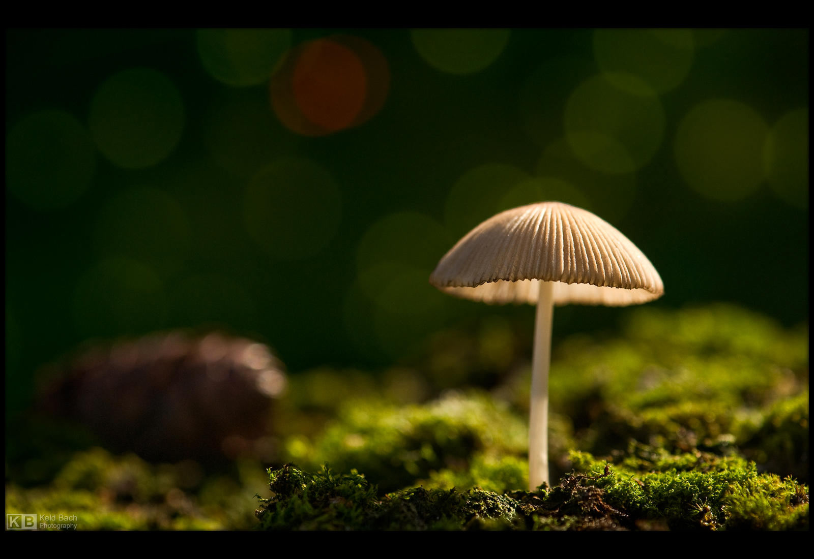 Tiny Shroom by KeldBach