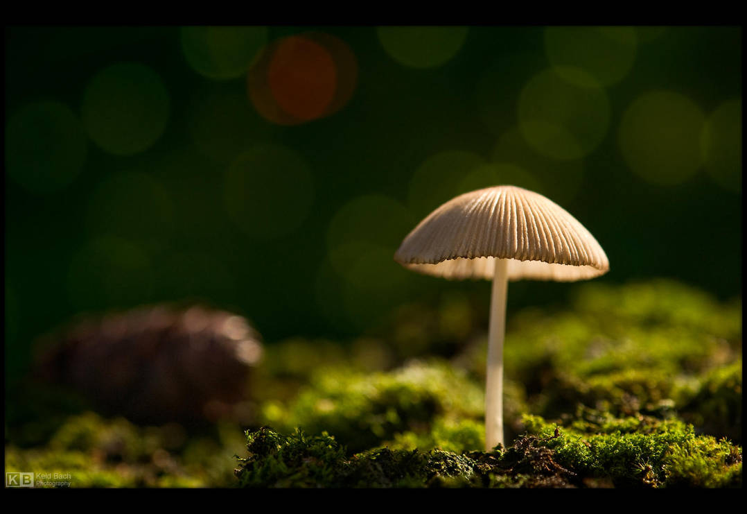 Tiny Shroom by KeldBach