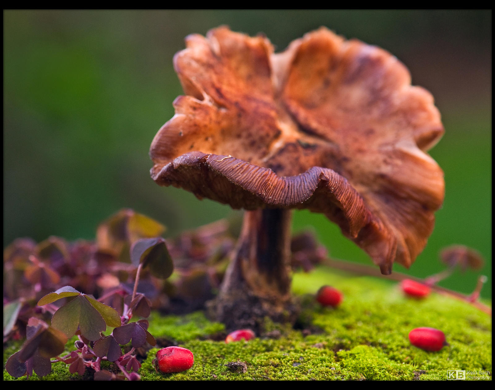 Old Chanterelle