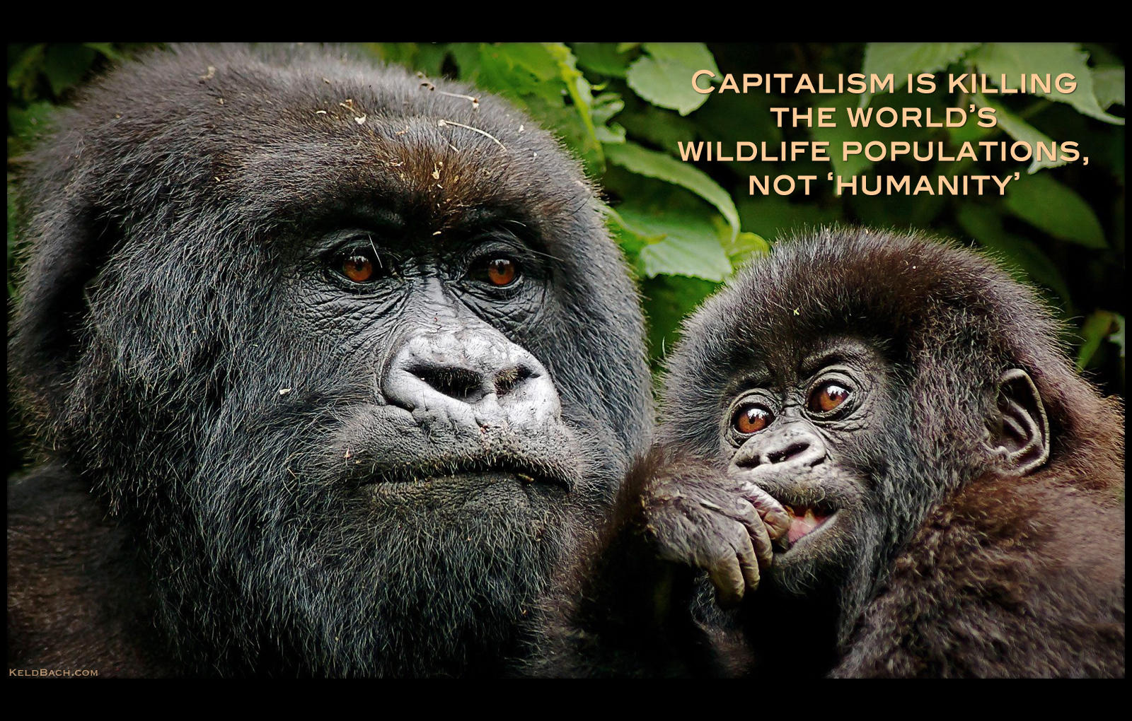 Capitalism is Killing the World's Wildlife Populations, Not 'Humanity'
