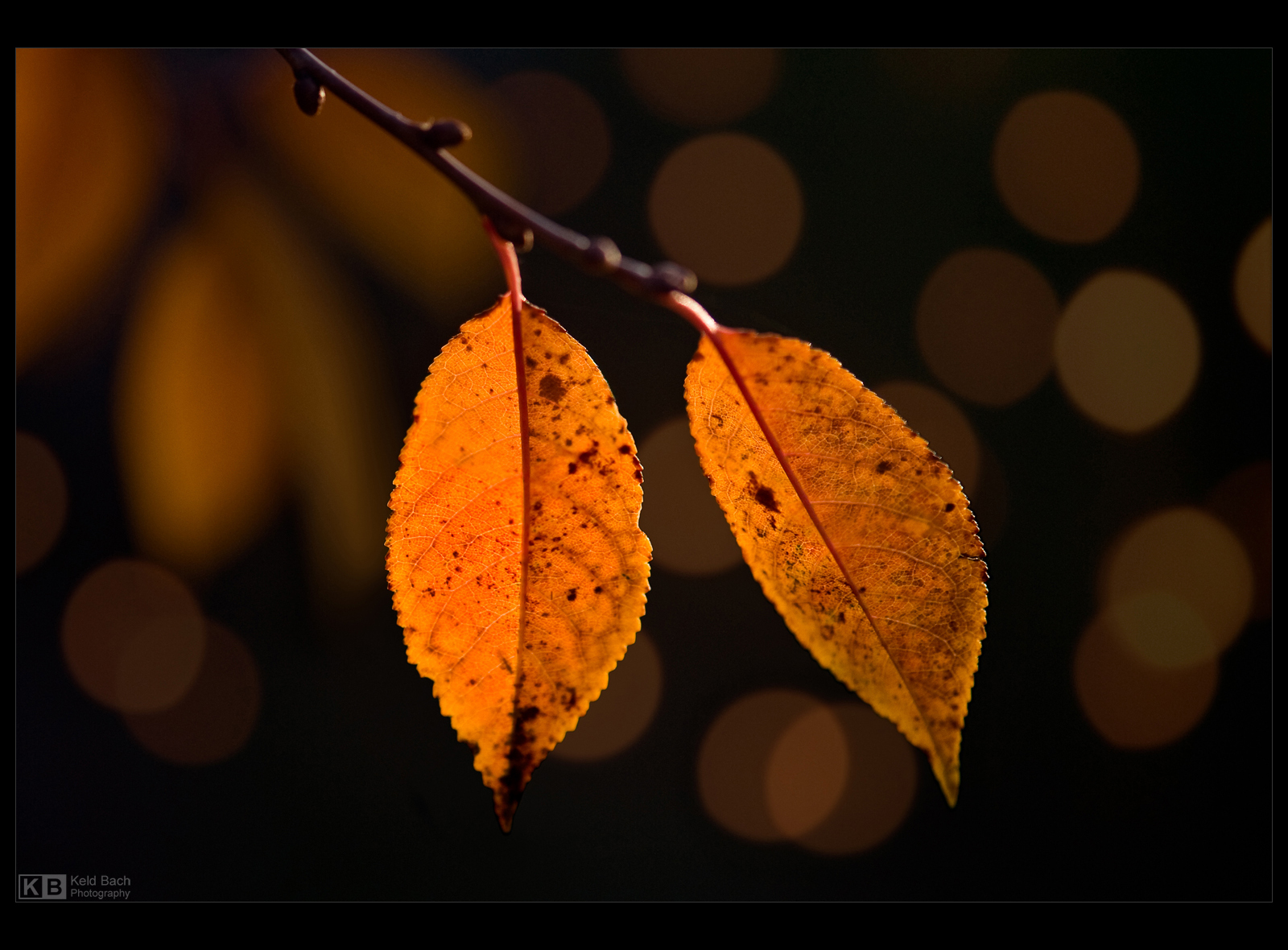 Golden Cherry Leaves