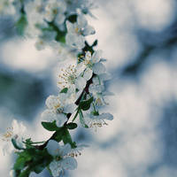 Spring IV by Anna-Adam