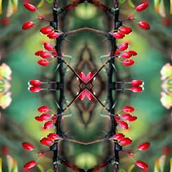 Fruiting Berberis Cage by aegiandyad