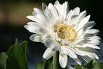 Gerbera by LovingInTheLongGrass