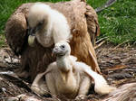 Griffon Vulture Chick by Mouselemur