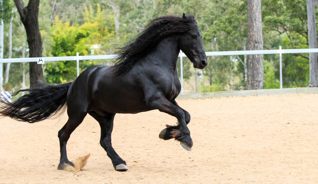Friesian Stallion stock 4 by xxMysteryStockxx