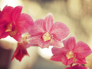 Spring Orchids by WillTC Spring Orchids by WillTC