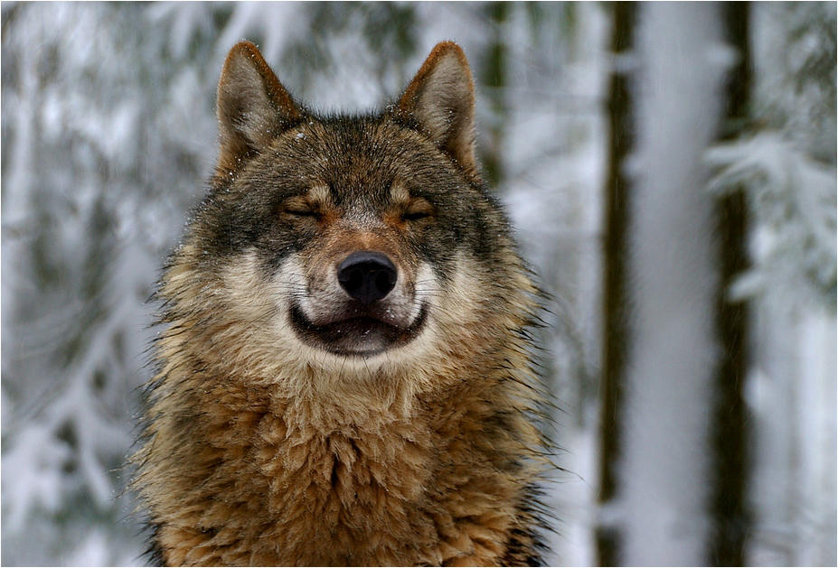 In the white wood by Svenimal