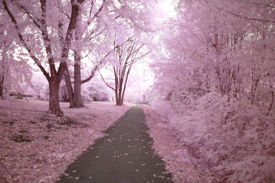 Cherry Blossom Way by photosynthetique