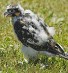 Baby Peregrine by RichardMacDonald