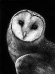 Barn Owl by AGillustration