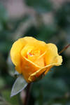 Yellow Rose Macro by wishez