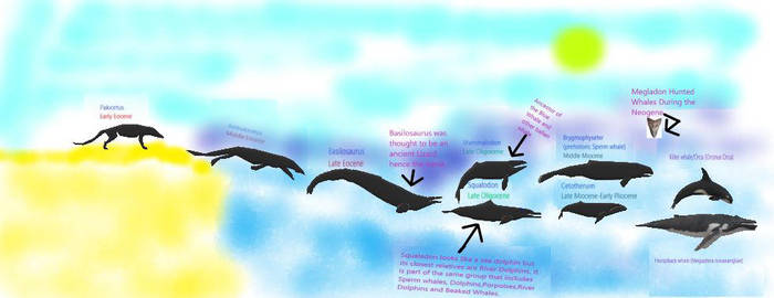 Evolution of Whales by Liopurodon4x