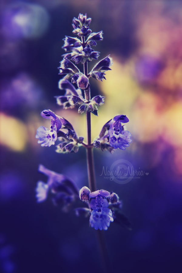Purple Passion by NayeliNeria