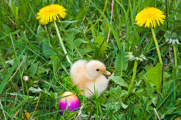 Little duck in the grass by mudukrull