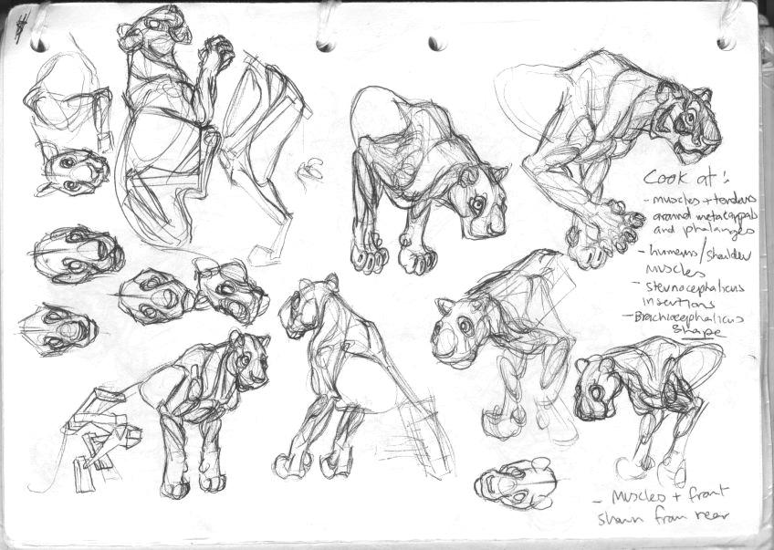 tiger anatomy drawings by starlitebarking on DeviantArt