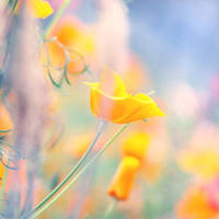 Chloris by AlicjaRodzik