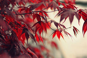 my concerns... by AlicjaRodzik