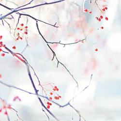 Out of the Snow Queen's diary by AlicjaRodzik