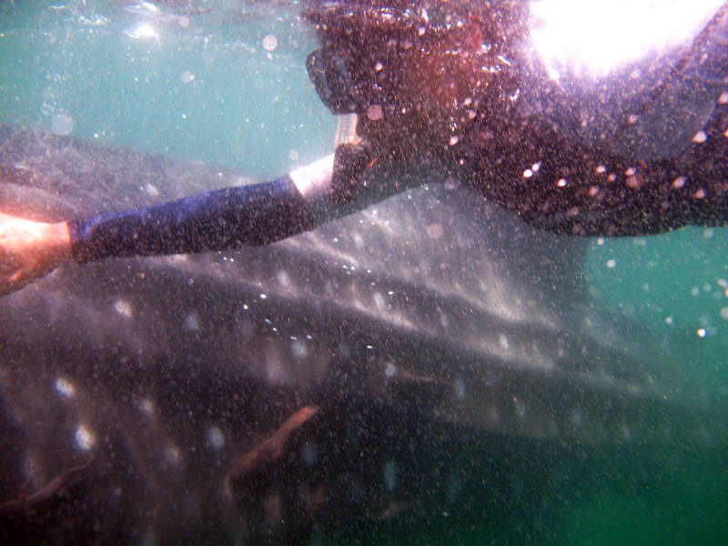 Whale shark4 by Sarudanya