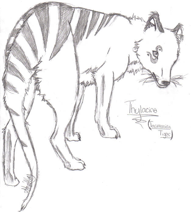 Thylacine by sherikon