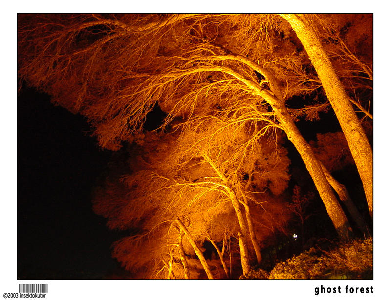 ghost forest by insektokutor