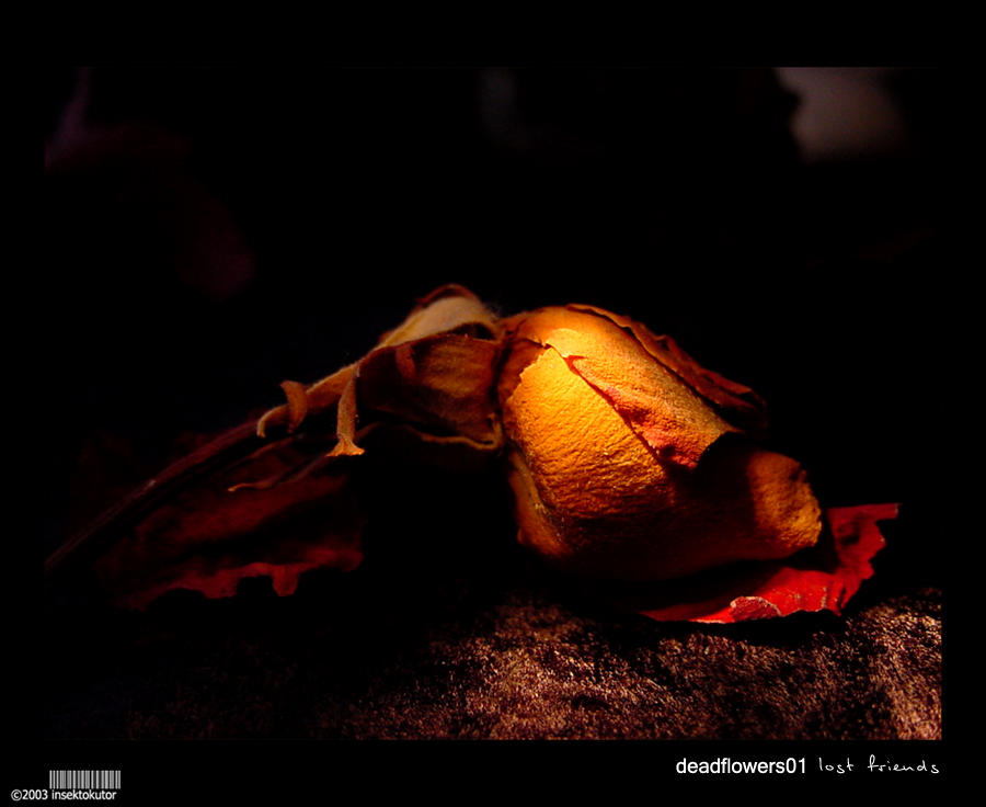 deadflowers01-lost friends by insektokutor