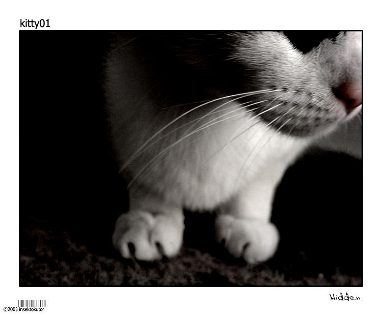 kitty01-hidden by insektokutor