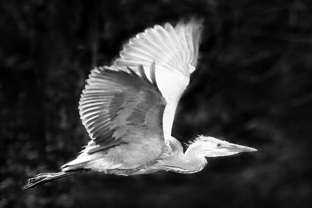 Quicksilver by slowriot