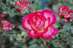 rosellina by mandalamker