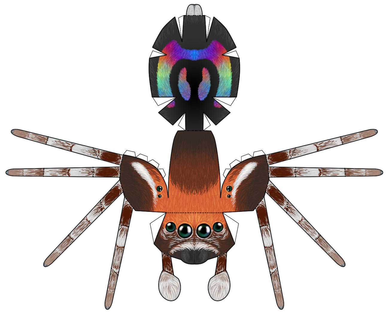 Rainbow Jumping Spider papercraft by RacieB