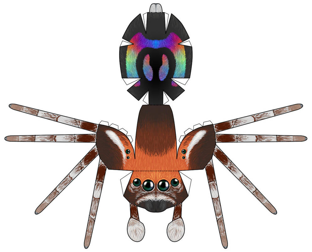 Rainbow Jumping Spider papercraft by RacieB