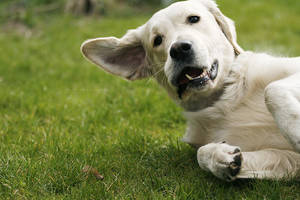 Here it comes again. by feanutri