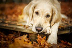 Autumn Sadness by feanutri
