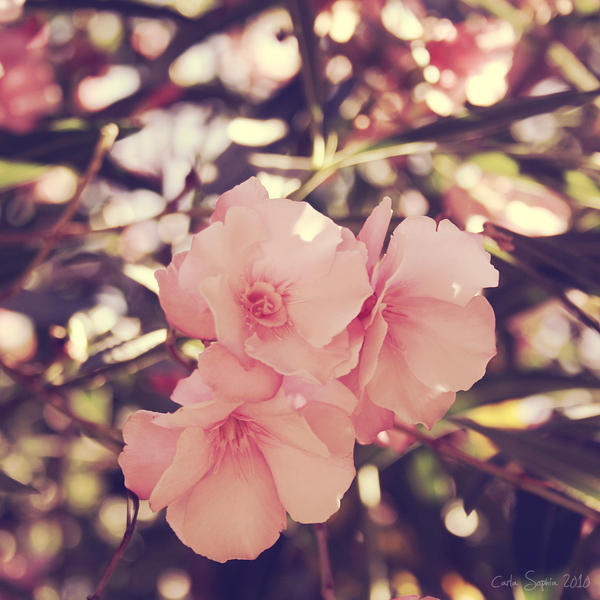 Summer by CarlaSophia