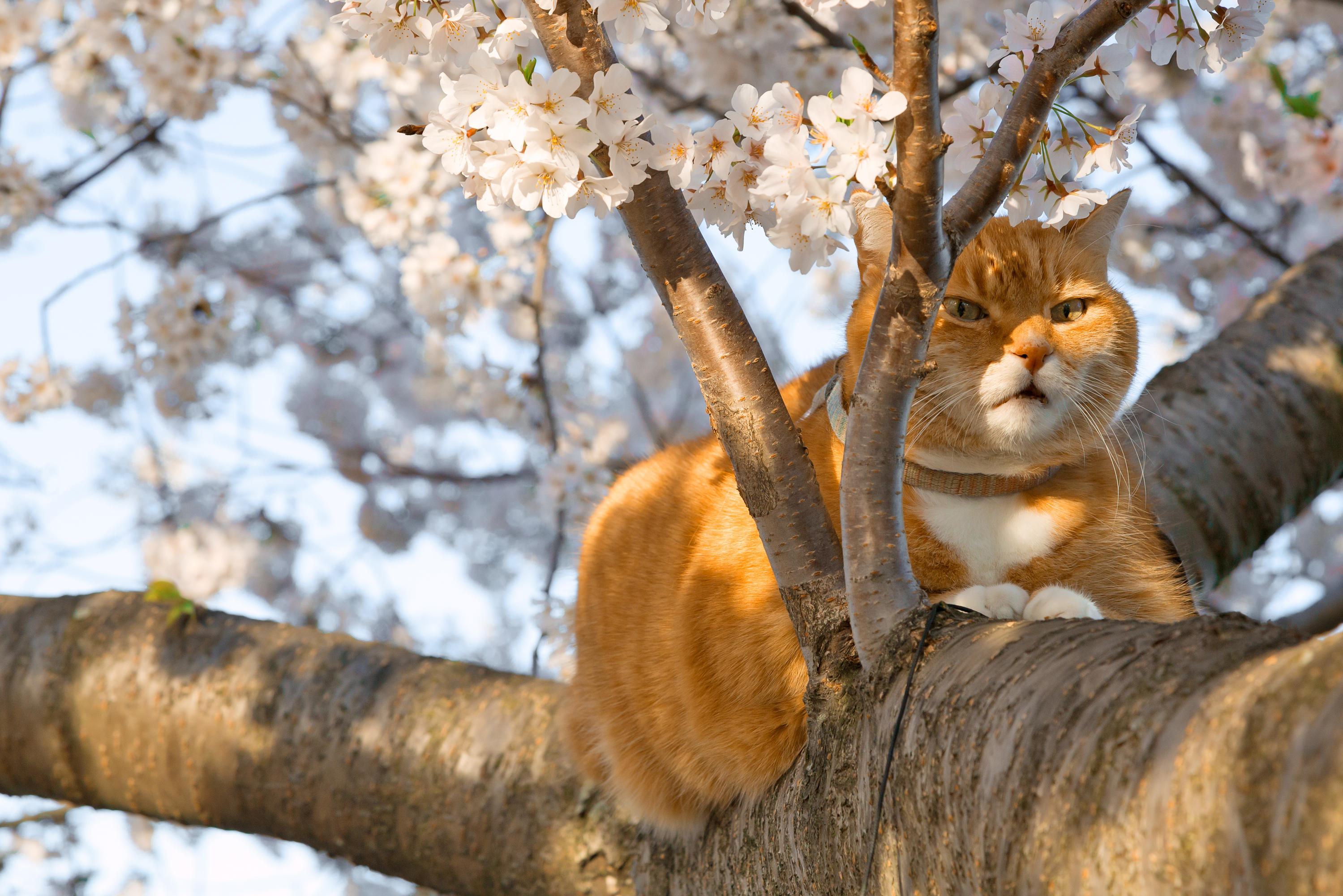 Ginger Cherry Blossom Cat (freebie) by somadjinn