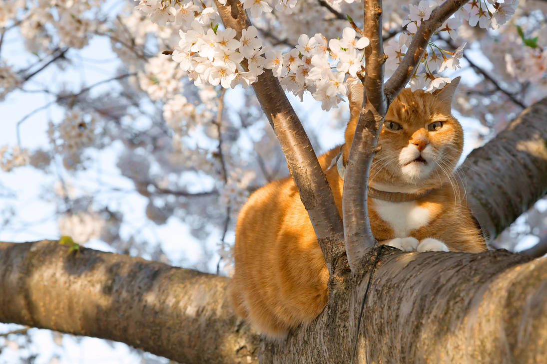 Ginger Cherry Blossom Cat (freebie) by somadjinn