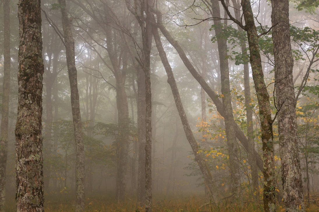 Misty Spruce Knob Forest by somadjinn