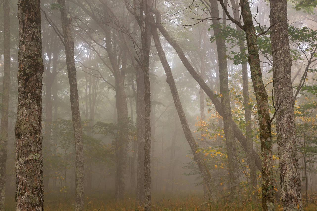Misty Spruce Knob Forest by somadjinn