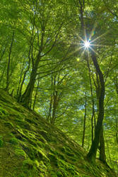Dunkeld Moss Sunburst Forest by somadjinn
