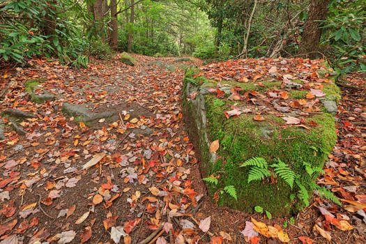 Autumn Moss Boulder Trail by somadjinn