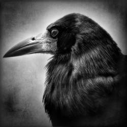 ...hugin... by roblfc1892