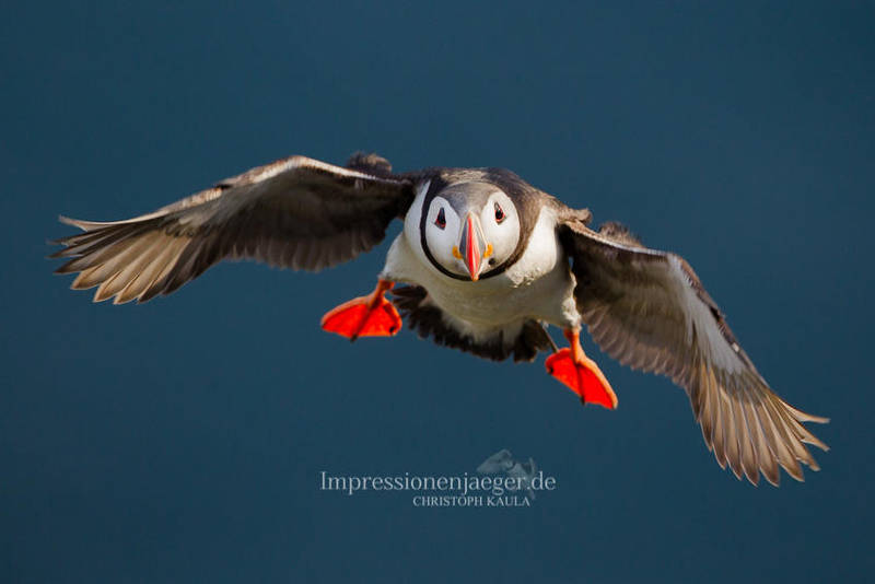 Puffin by chriskaula Puffin by chriskaula