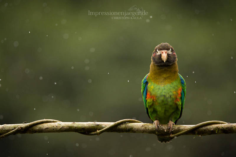 Parrot in the rain by chriskaula on DeviantArt