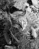 Say that you love me by mikaela24