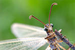 Myrmeleontidae Sp by buleria