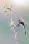 Common red II by buleria
