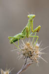 Mantis religiosa II by buleria